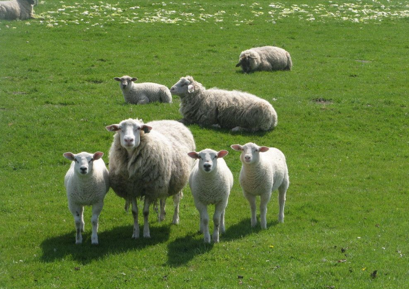 Strategies for prevention and control of common diseases in small-scale sheep farms
