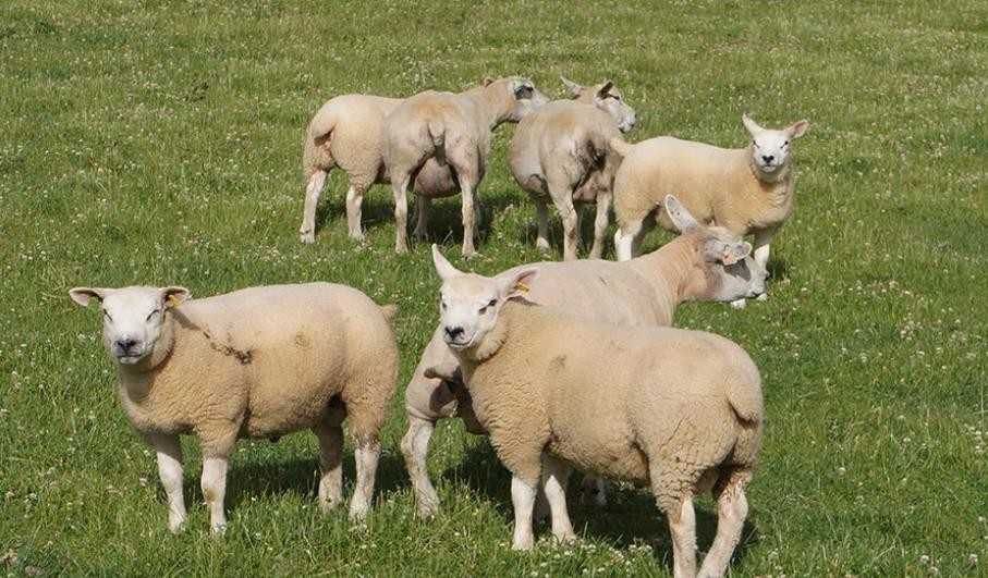 What are the dangers of sheep flu?