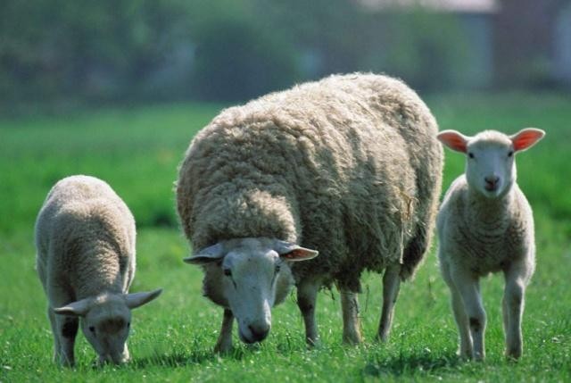 What are the precautions against sheep flu?