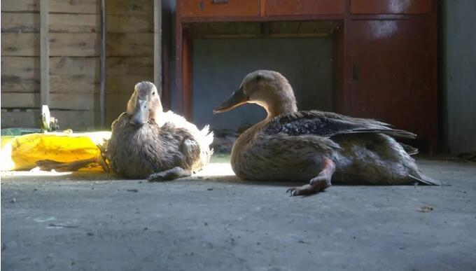 How does duck paralyze leg not to eat food to return a responsibility?