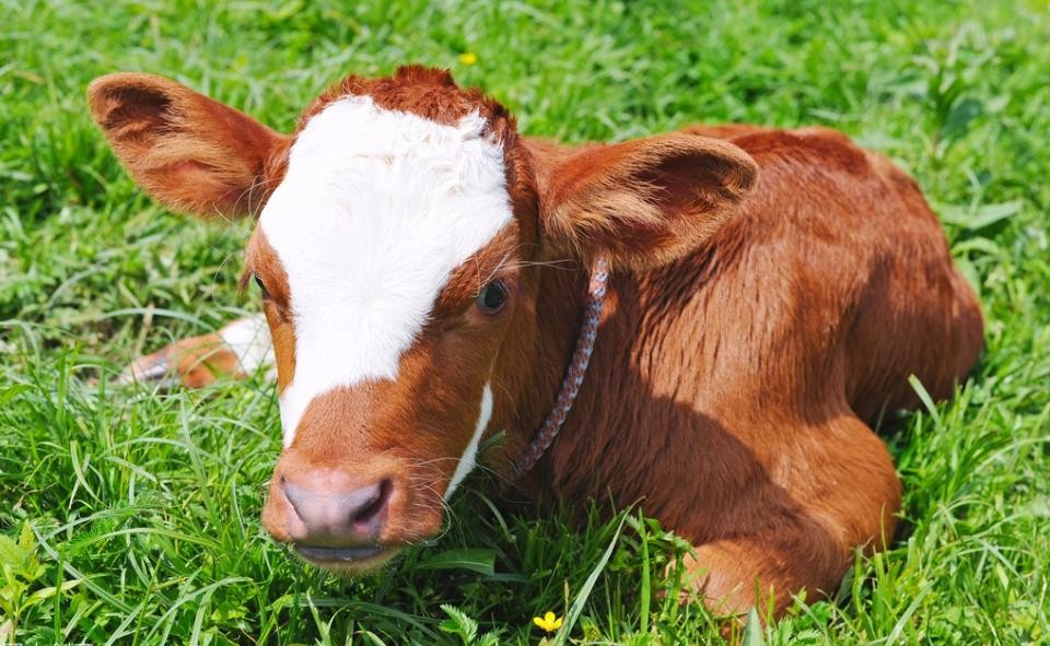 Breeding technique of cattle