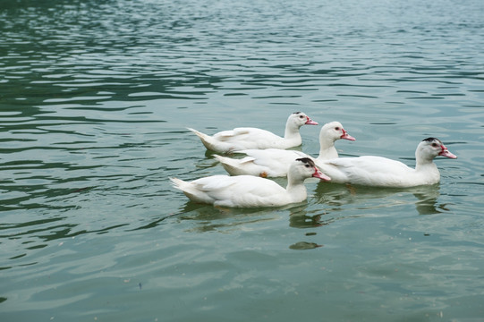 Breeding technique of Xupu County Goose