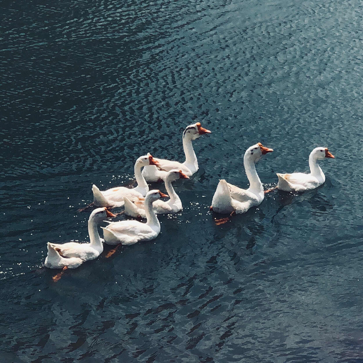 Breeding Technique of four-season goose