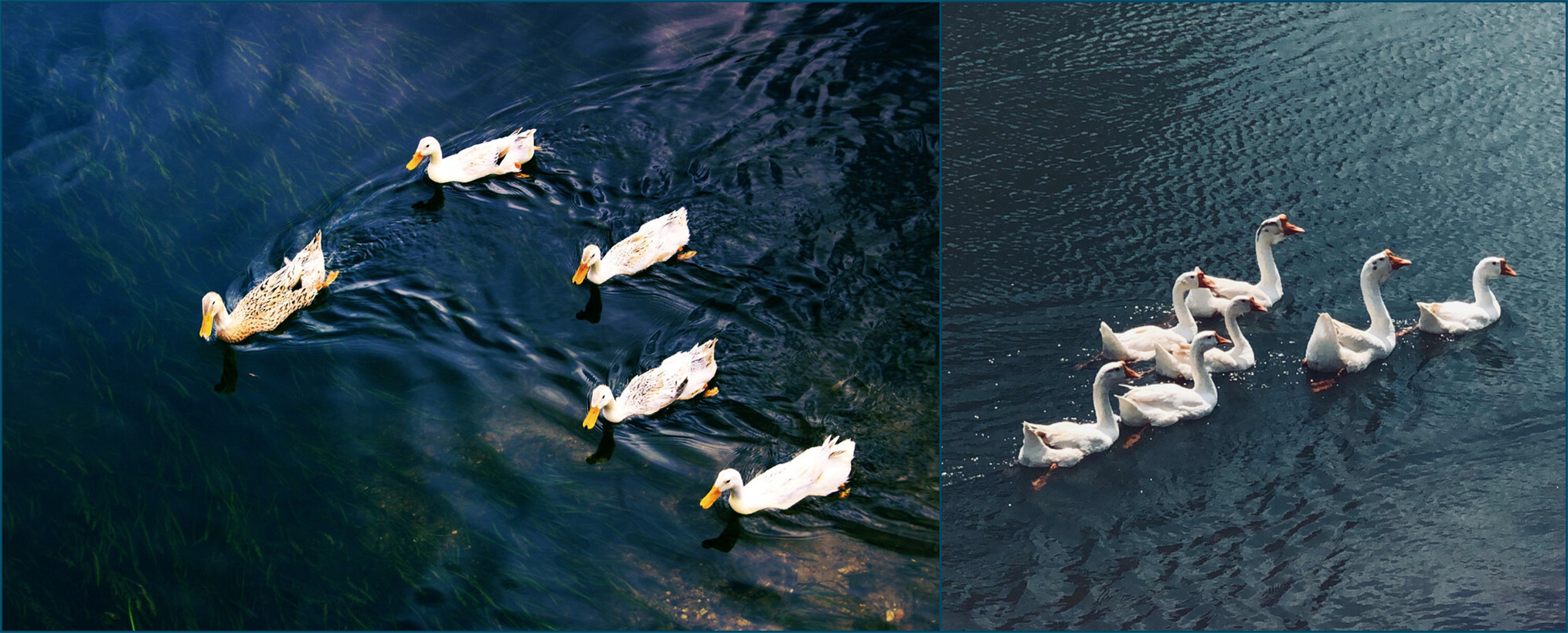 How many are the four-season goose seedlings? How big can the geese get? How many eggs can the four-season goose lay in a year?