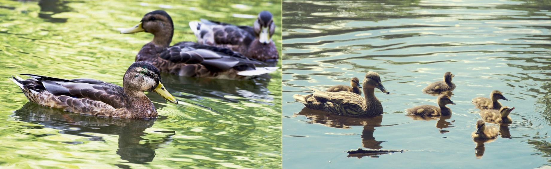 Breed introduction of four-season goose?