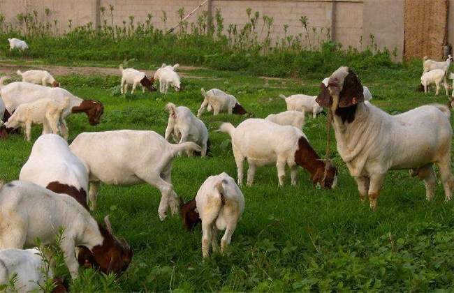 Six Diseases of sheep and treatments