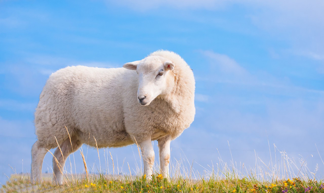 The difference between Merino wool and regular wool