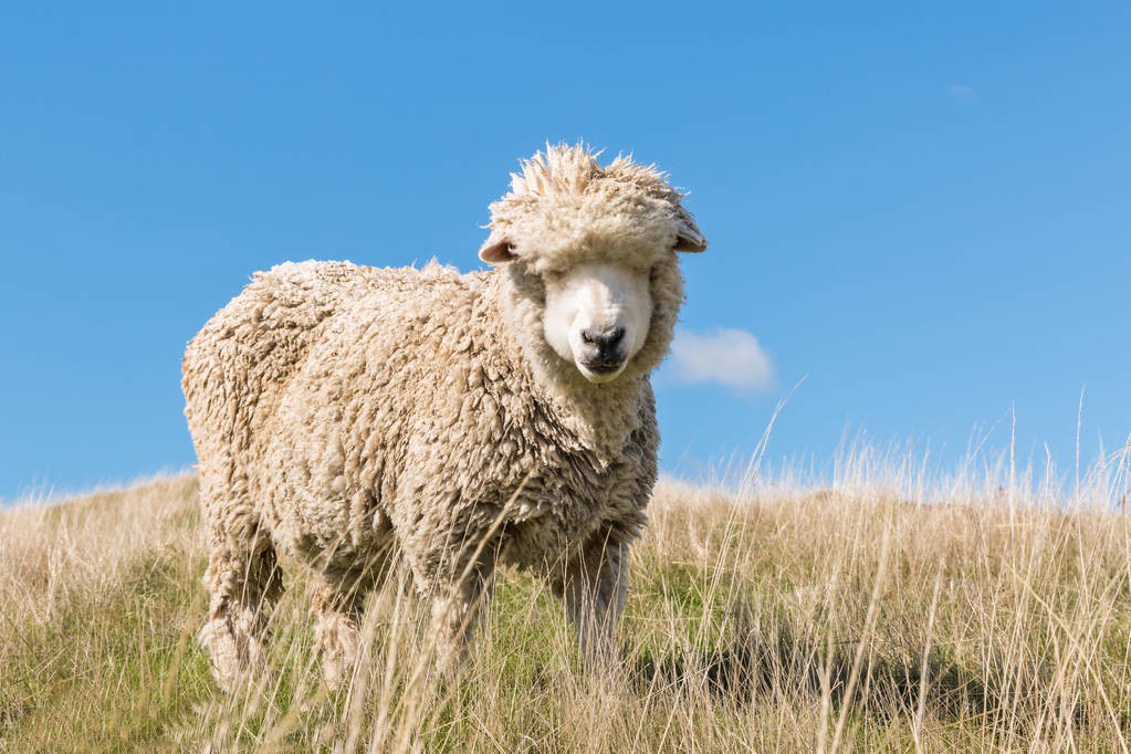 Breeding technique of Merino Sheep