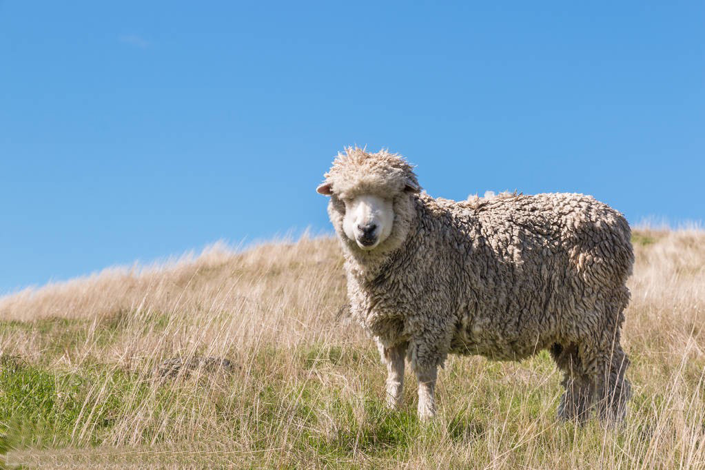 How do you raise sheep in Merino