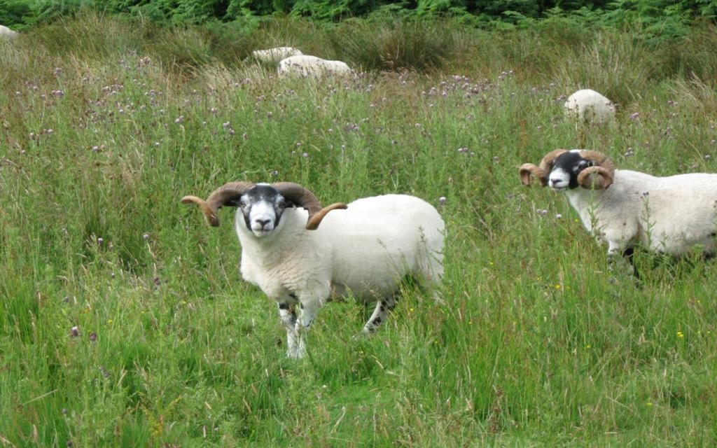 Basic knowledge of raising sheep for beginners