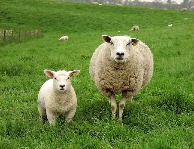 Reduce Sheep stomach disease occurrence notice to do 5 things well