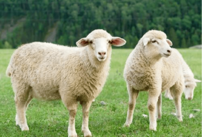 Knowledge needed to know to plant grass for sheep breeding