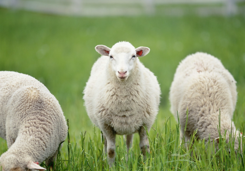 Prevention of sheep stomatitis