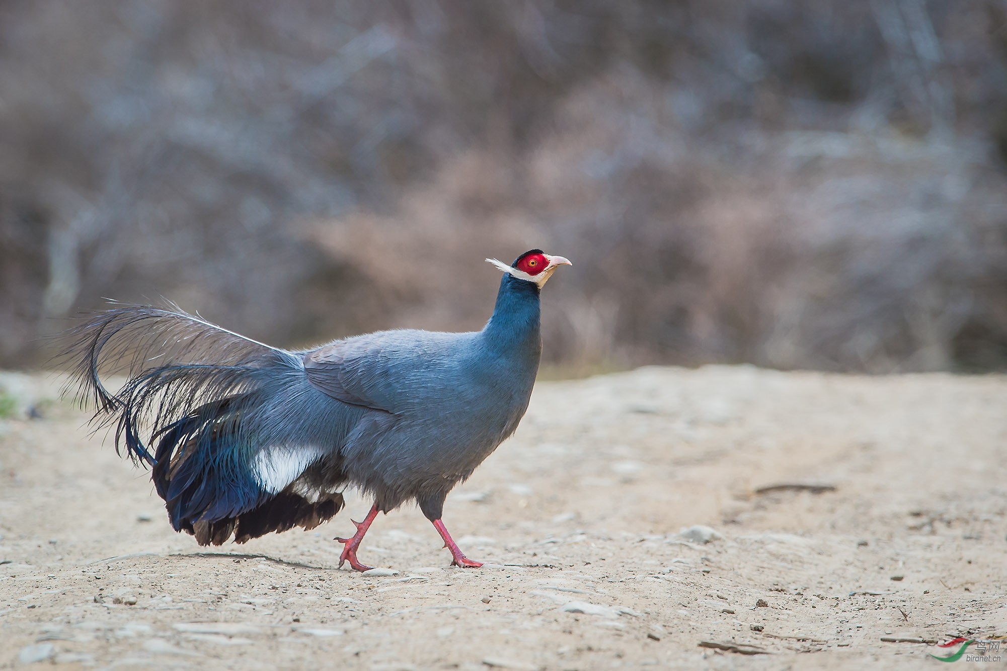 A method of raising chickens at home