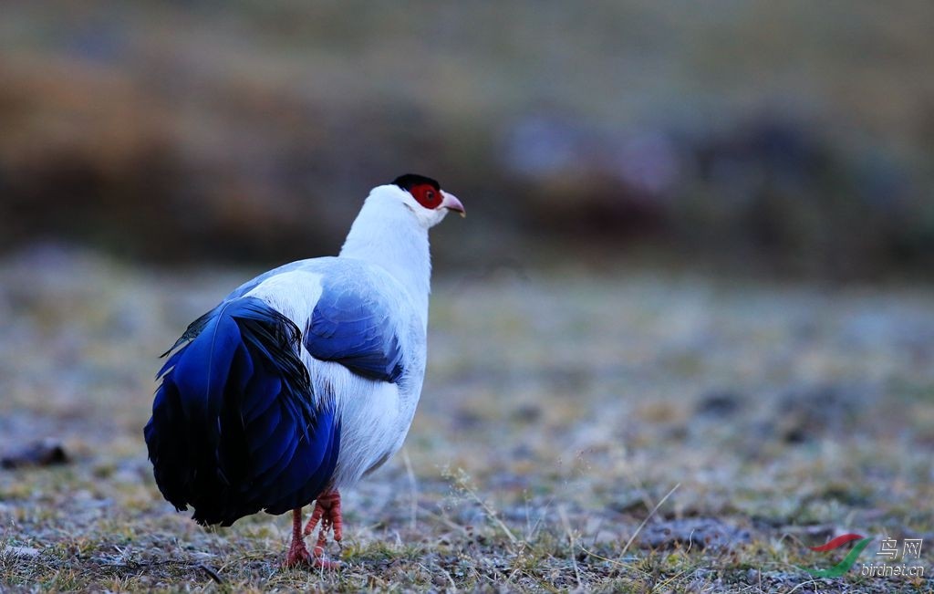 This raises the chicken to promote the chicken growth and can make the chicken less sick