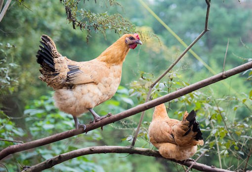 Key points of small fragrant chicken breeding technology