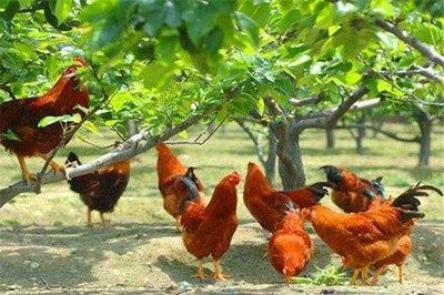 Why do chickens lay fewer eggs in hot weather