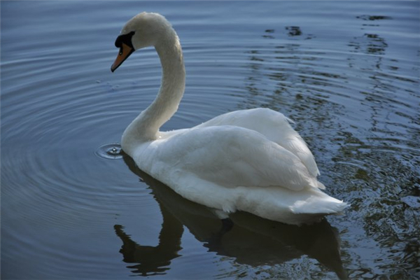 How many months will the three-flowered goose lay eggs