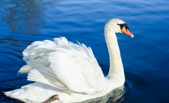 Breeding techniques of sanhua hybrid goose