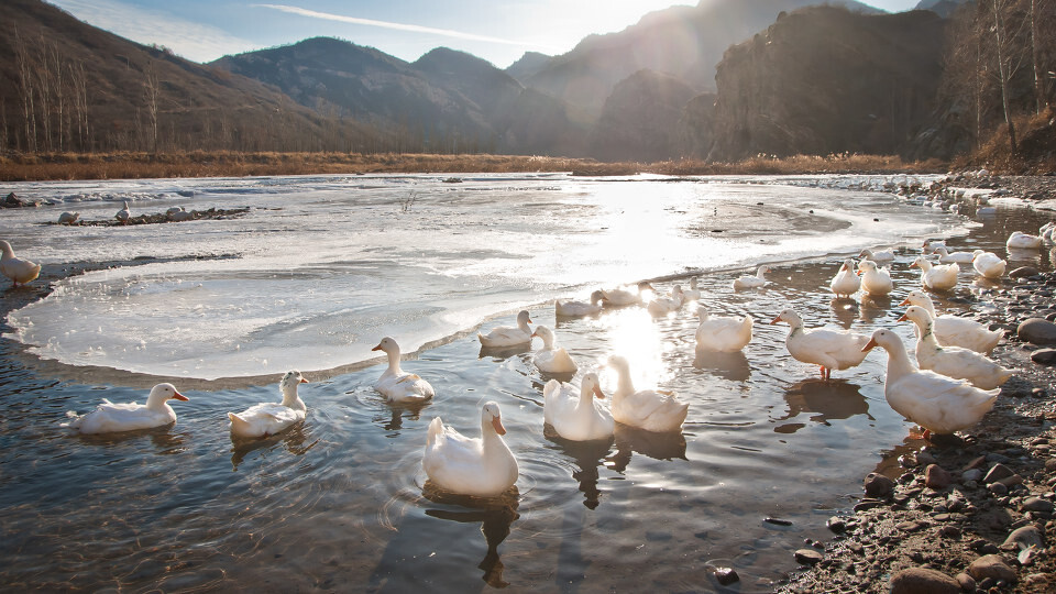 The addition of copper to duck feed is exquisite