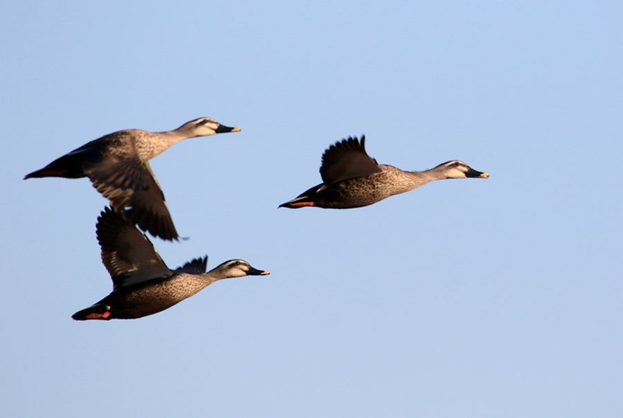 The effect of duck feed mixture is good