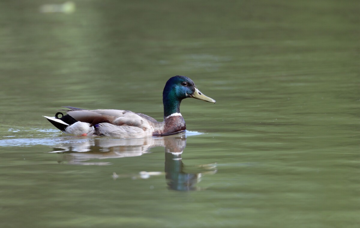 Wild feed that ducks like to eat