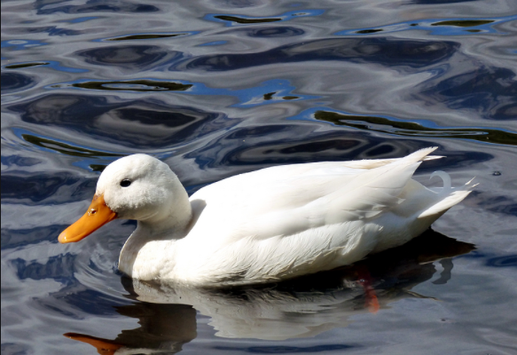 Feed formula for Cherry Valley ducks during different growth stages