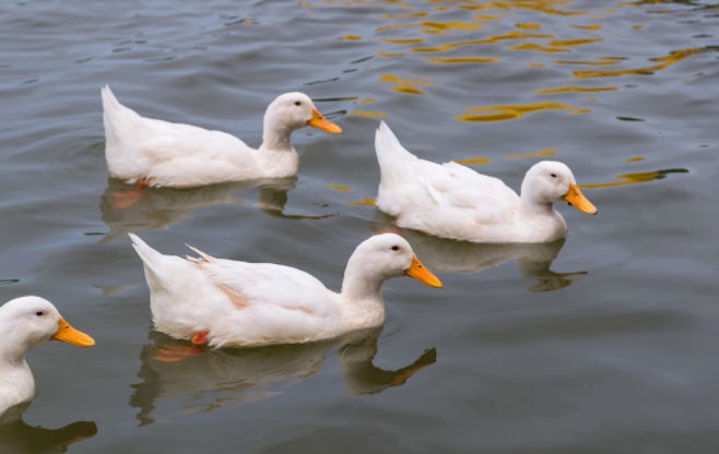 Fattening formula of Chinese traditional medicine for Meat Duck