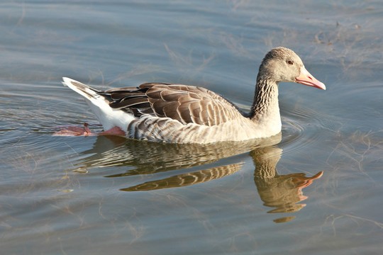 Duck must see: Nine misunderstandings of Duck!