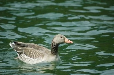 Prevention and treatment of five common duck diseases in summer