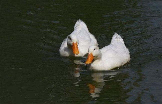 Several common diseases of ducks