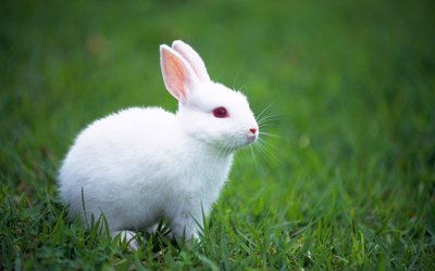Vaccination is the best way to prevent rabbit plague. After weaning, each rabbit was injected subcutaneously with 1 ml, and the immunity was produced in 5-7 days. The period of immunity was 4-6 months. Adult rabbits were injected 2-3 times a year with L-2