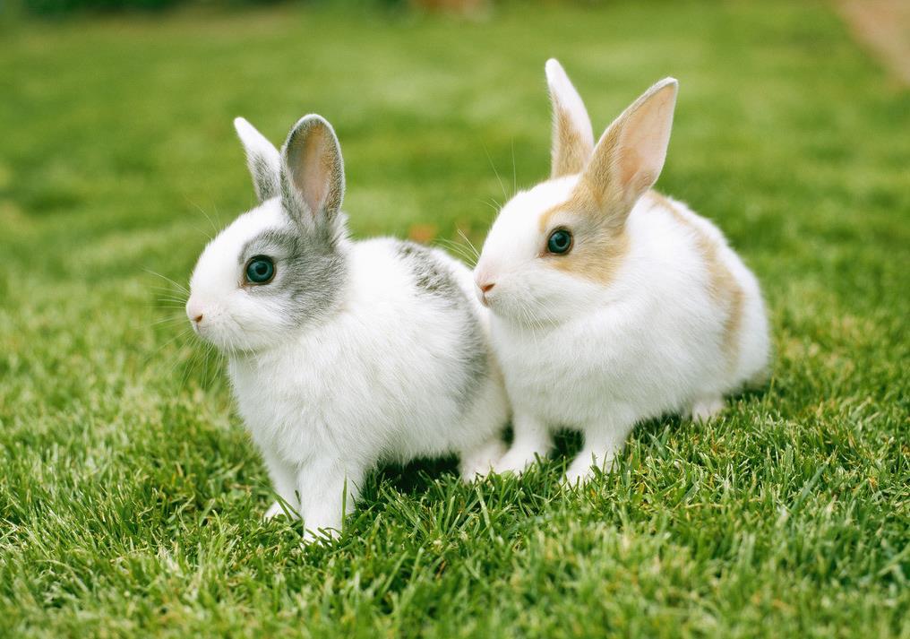 Rabbits have the following common diseases: Rabbit pasteurellosis