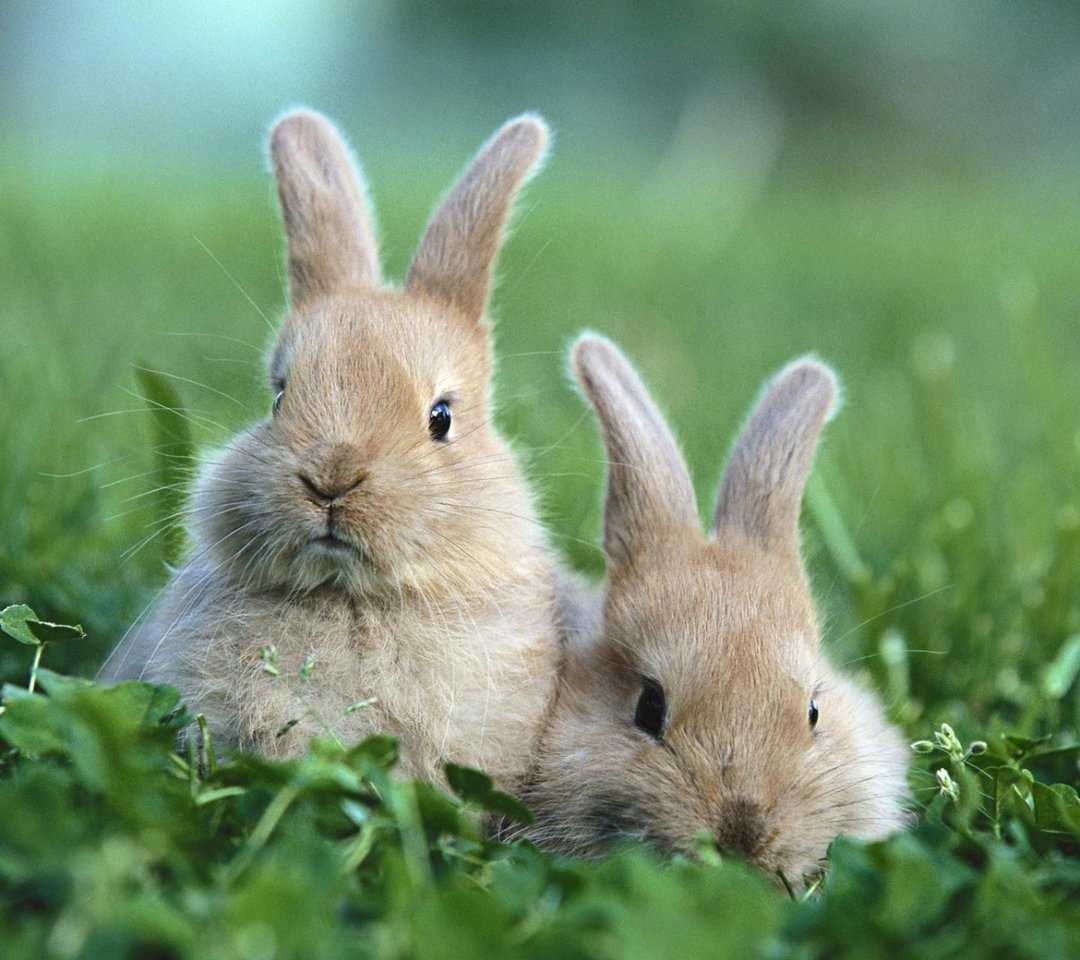 Colibacillosis in rabbits