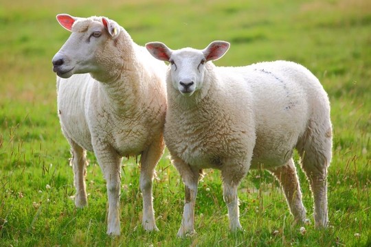 Symptoms and prevention of tetanus in sheep
