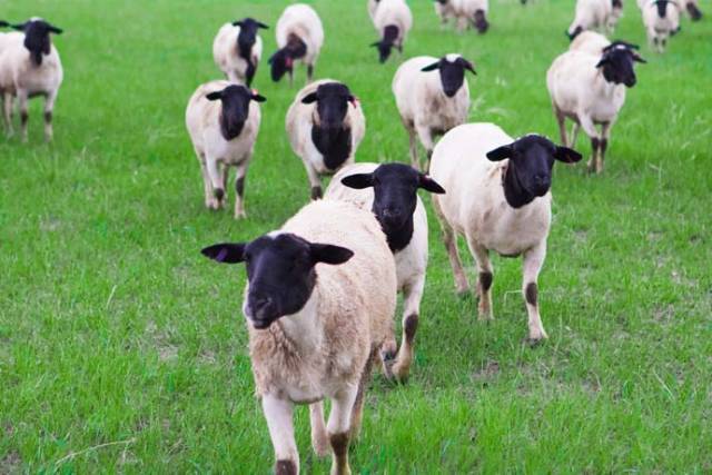 How to treat common traumas in sheep