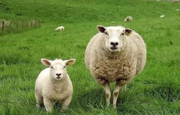 Symptoms and treatment of fetal gas disease in pregnant ewes