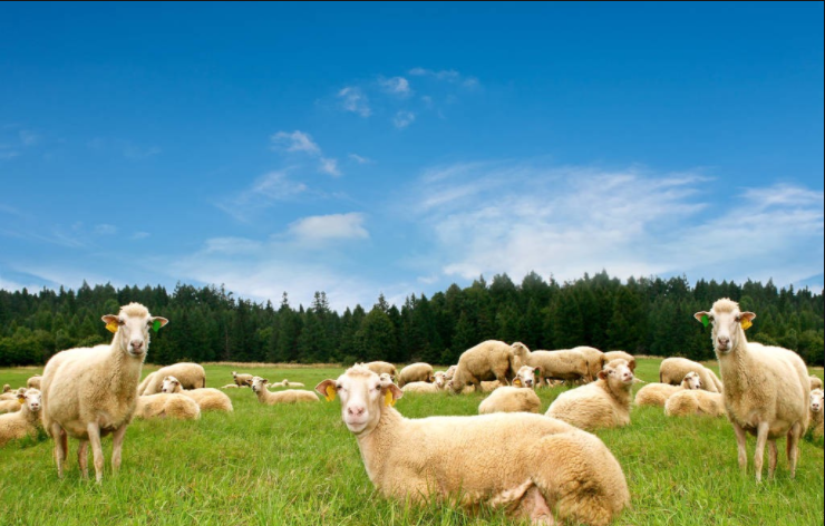 Symptoms, prevention and treatment of postpartum endometritis in sheep